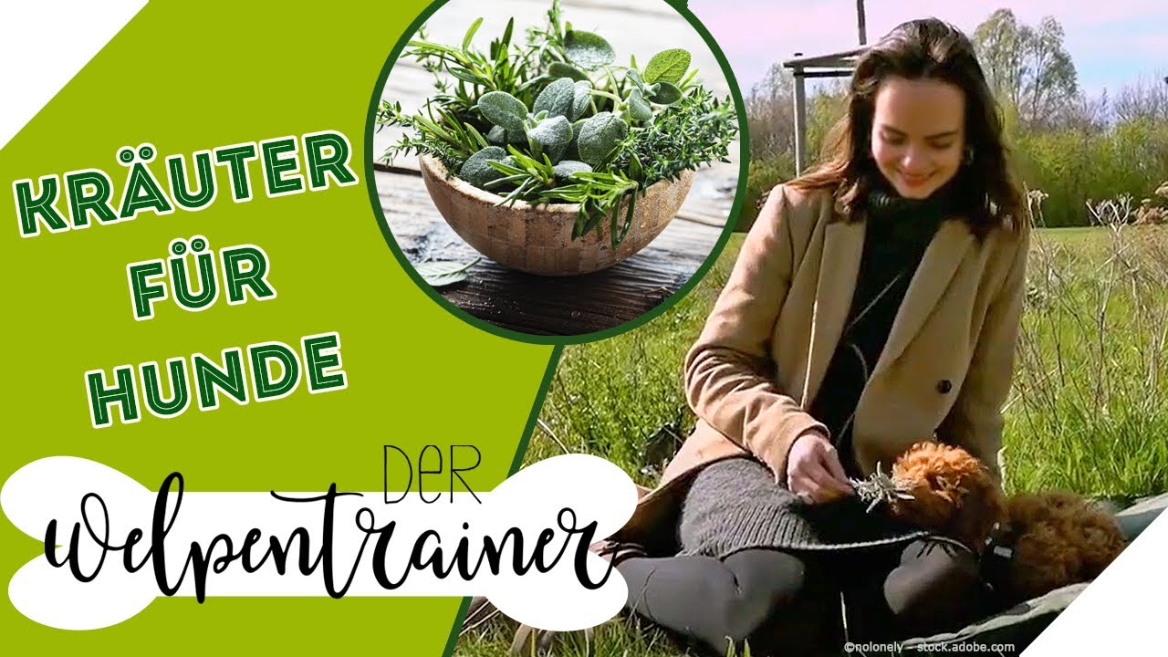 Natürliche Medizin für Hunde 🌿 Welche Kräuter helfen? | Der Welpentrainer | sixx