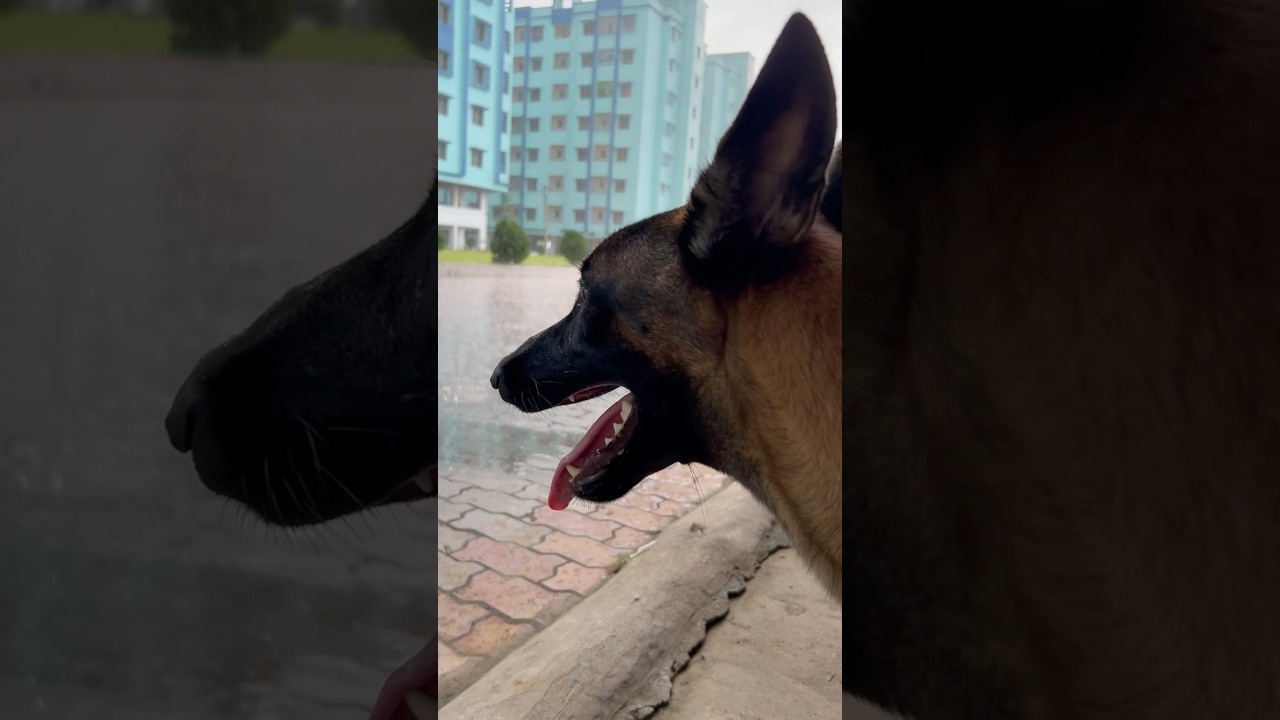 Keshari enjoying Rain #enjoying #fresh #rain #dog #dogtraining #pets #dogobedience #belgianmalinois