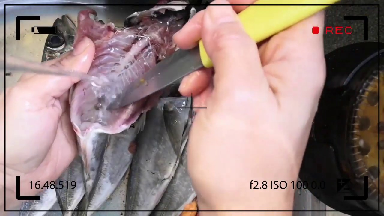 How to clean a Blue Mackerel Scad || Small Kitchen Recipe