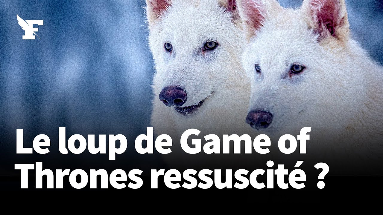Un loup blanc disparu il y a 10.000 ans ressuscité ?