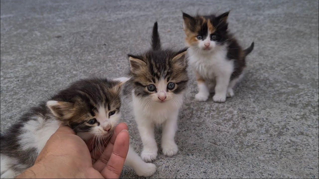 Homeless Sweet Little Kittens waiting for Mother to bring food.
