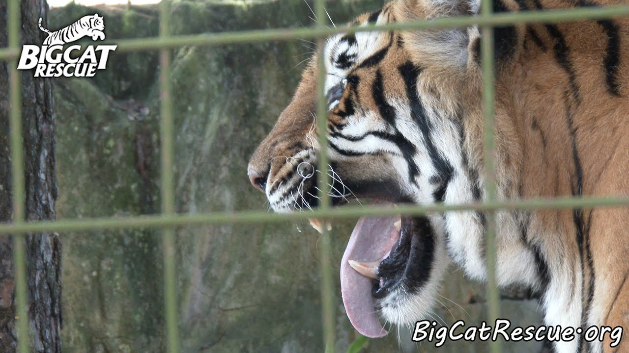 Daily Big Cat - 9-22-14 - Bengali vs. The Puzzle Box
