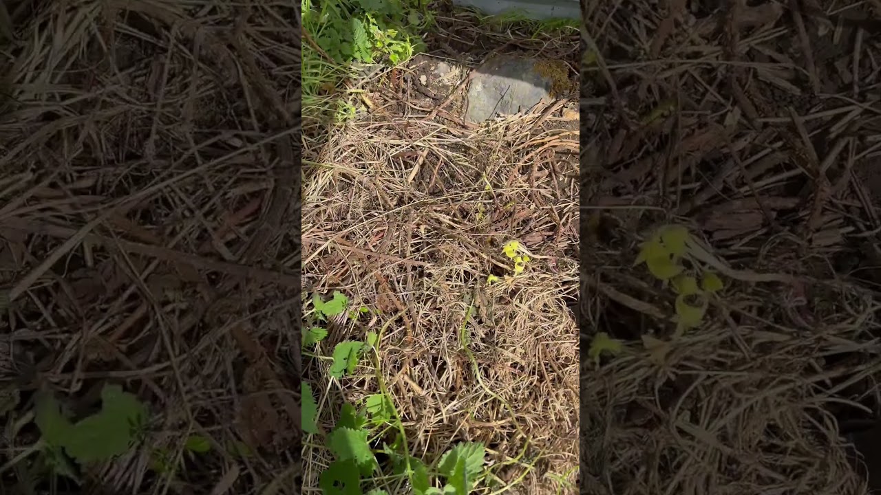 Searching for UK venomous snake DAY 2 #wildlife #britishwildlife