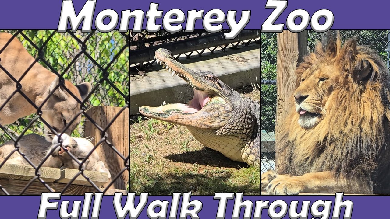 Walk Through: Monterey Zoo in Monterey, CA (Apr. 28th, 2025)