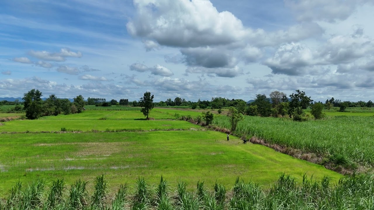 Flying over sugar cane fields at Phetchabun Thailand in July 2025.
