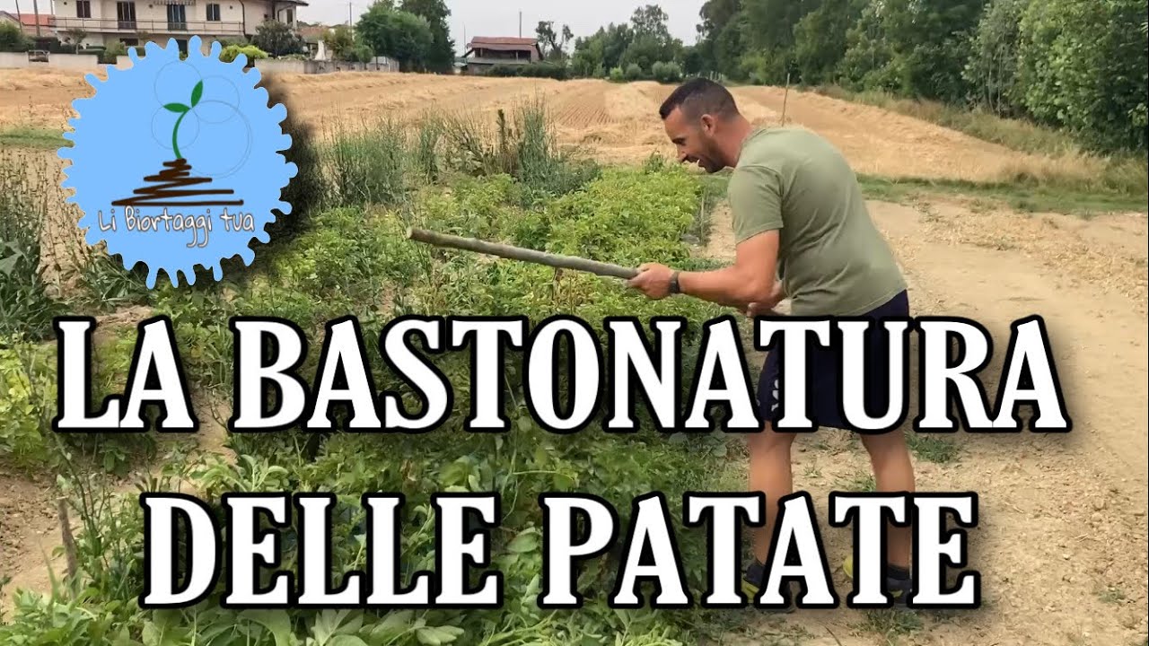 La cimatura delle patate ad un mese dal raccolto