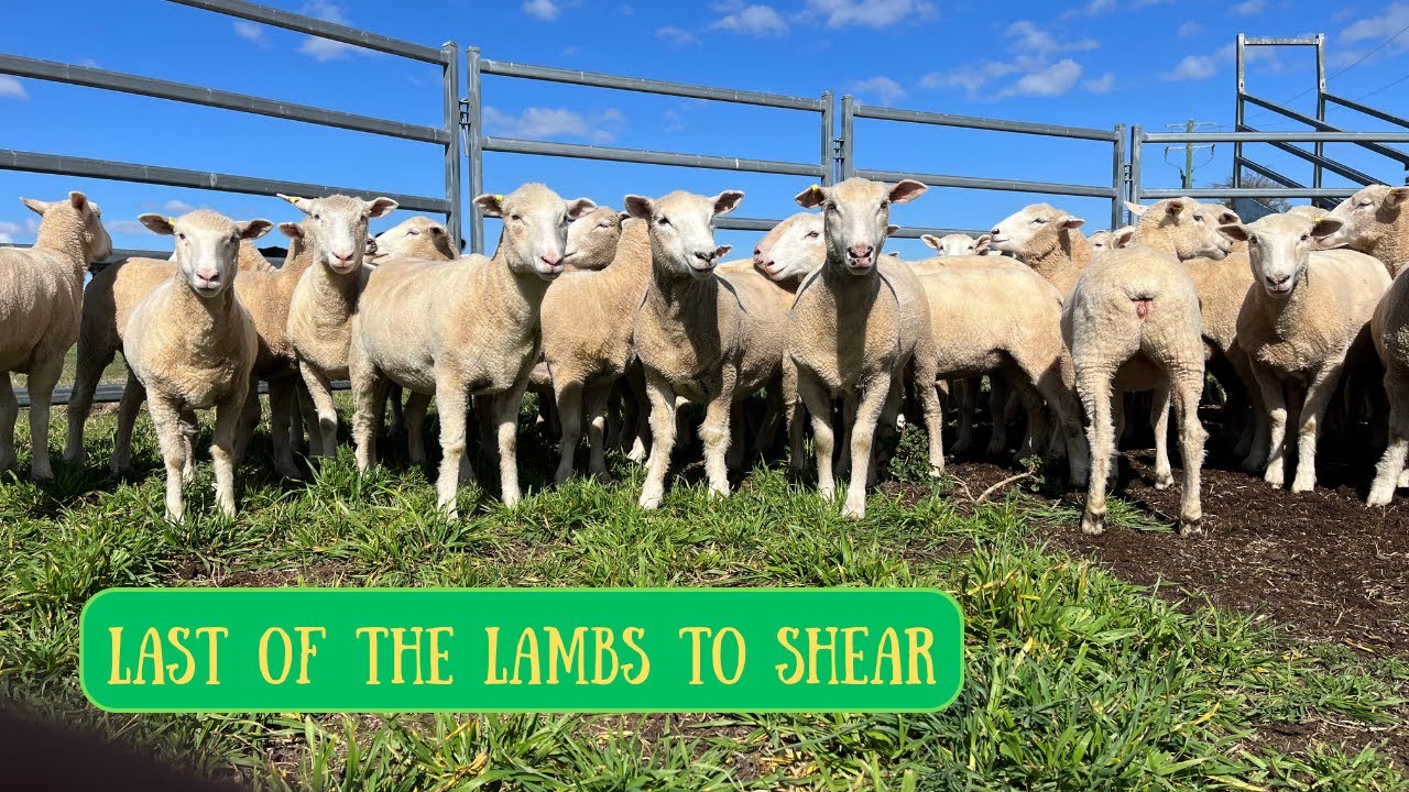 OFF WITH THE COATS | Shearing Lambs | Australian Sheep Farming