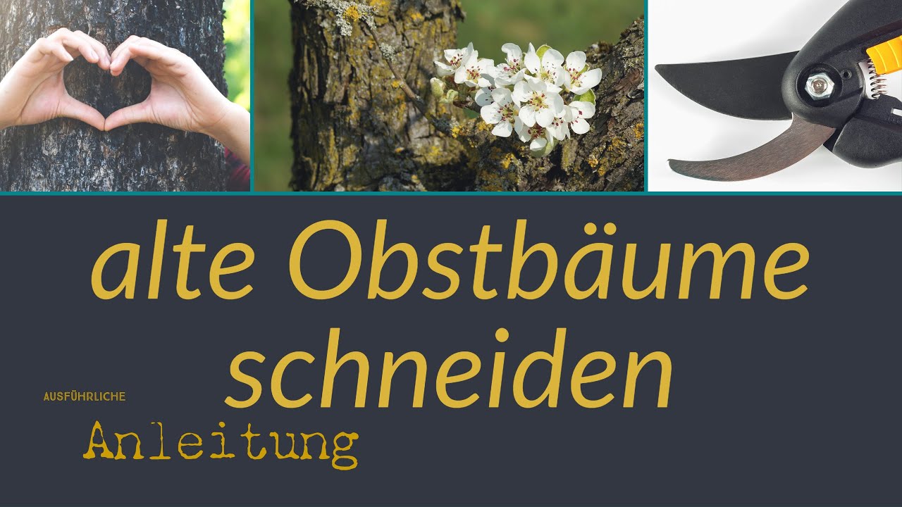 Wie alte Obstbäume schneiden? Ausführliche Erklärung!
