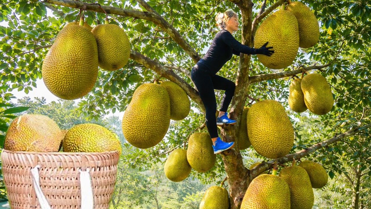 From Garden to Countryside Fair | Harvesting and Selling Giant Jackfruit