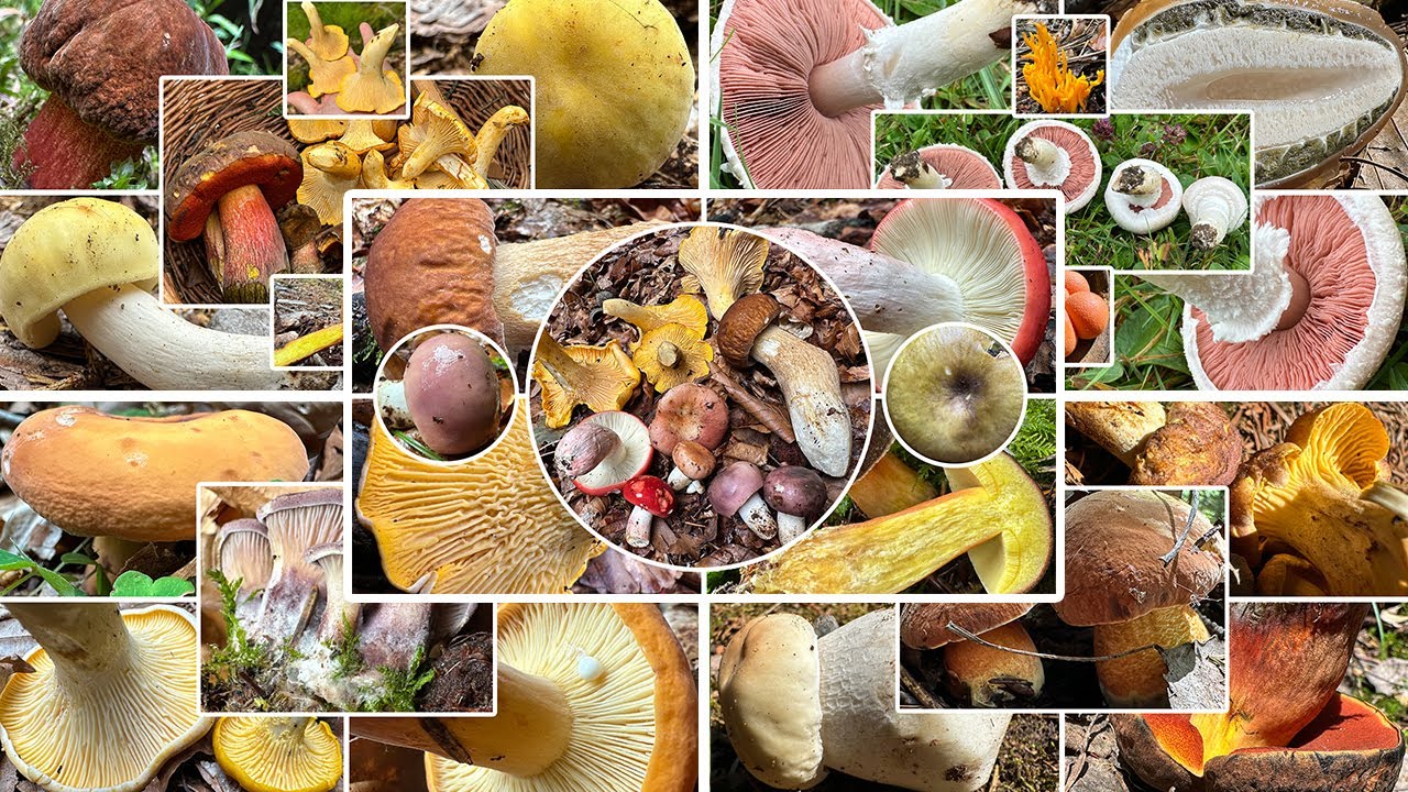 Was für ein Pilzmonat! Hitze, Kälte, Pilzflaute & Pilze ohne Ende | Alle Waldrunden aus dem Juli