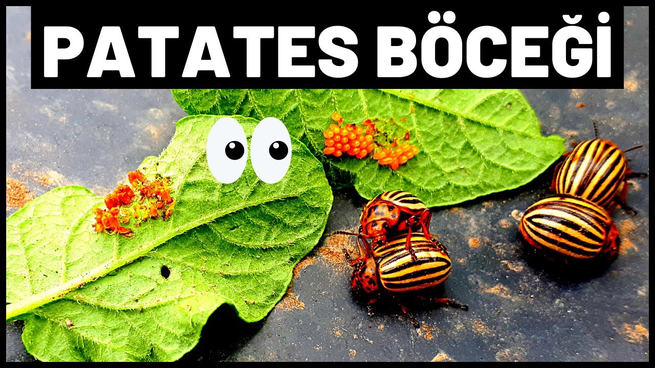 PATATES BÖCEKLERİNDEN KURTULMANIN 4 ETKİLİ YOLU