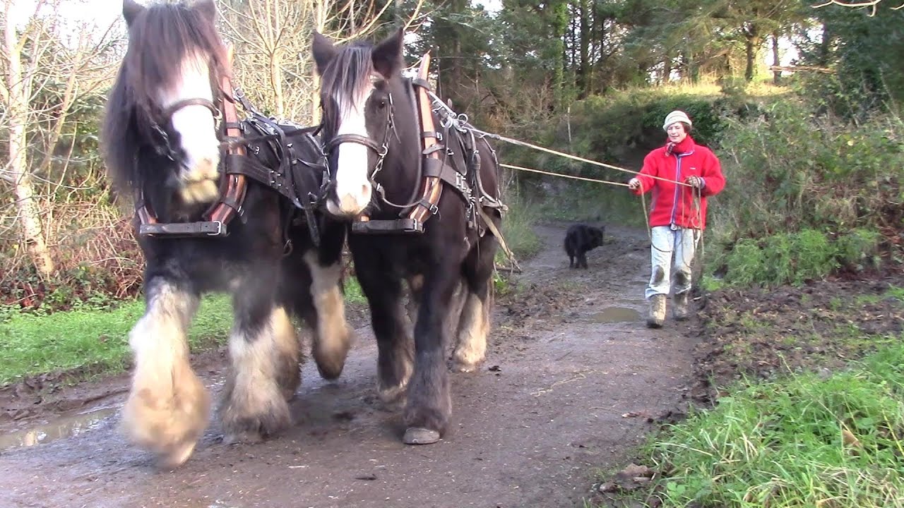 When One Horse Is Not Enough - Horse-Logging With Two Irish Cobs