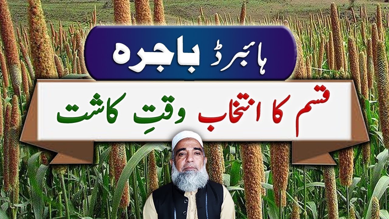 Millet (Bajra) Varieties and Sowing Time || Crop Reformer