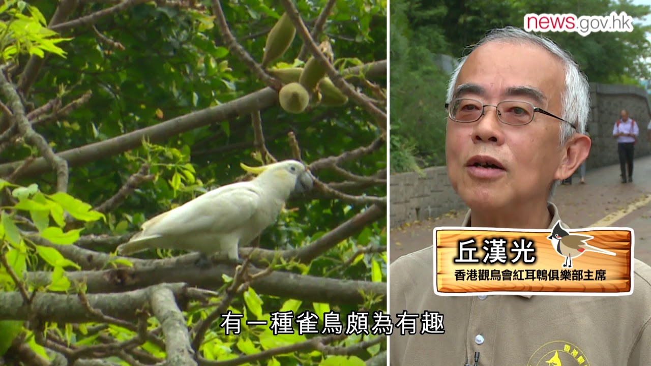 耆趣賞鳥樂共享 (3.6.2018)