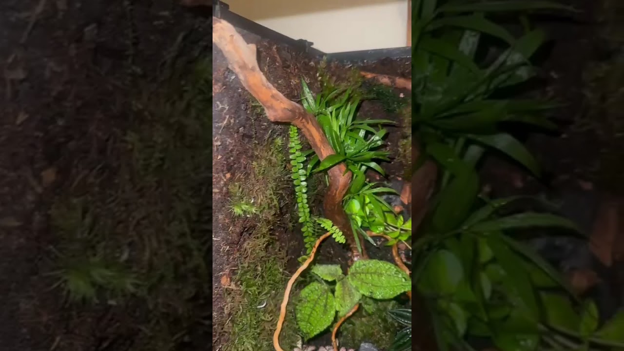 My first terrarium build. 