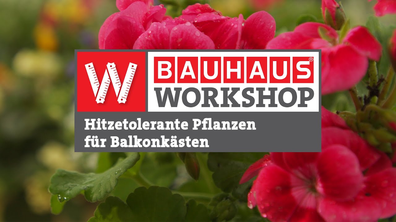 Hitzetolerante Pflanzen f&uuml;r Balkonk&auml;sten |Experten-Tipps] | BAUHAUS Workshop
