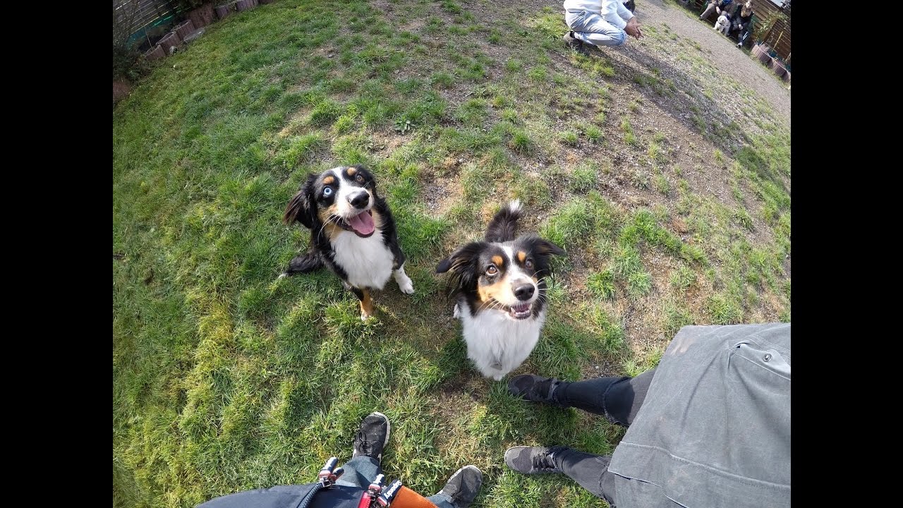 Dog Family Reunion