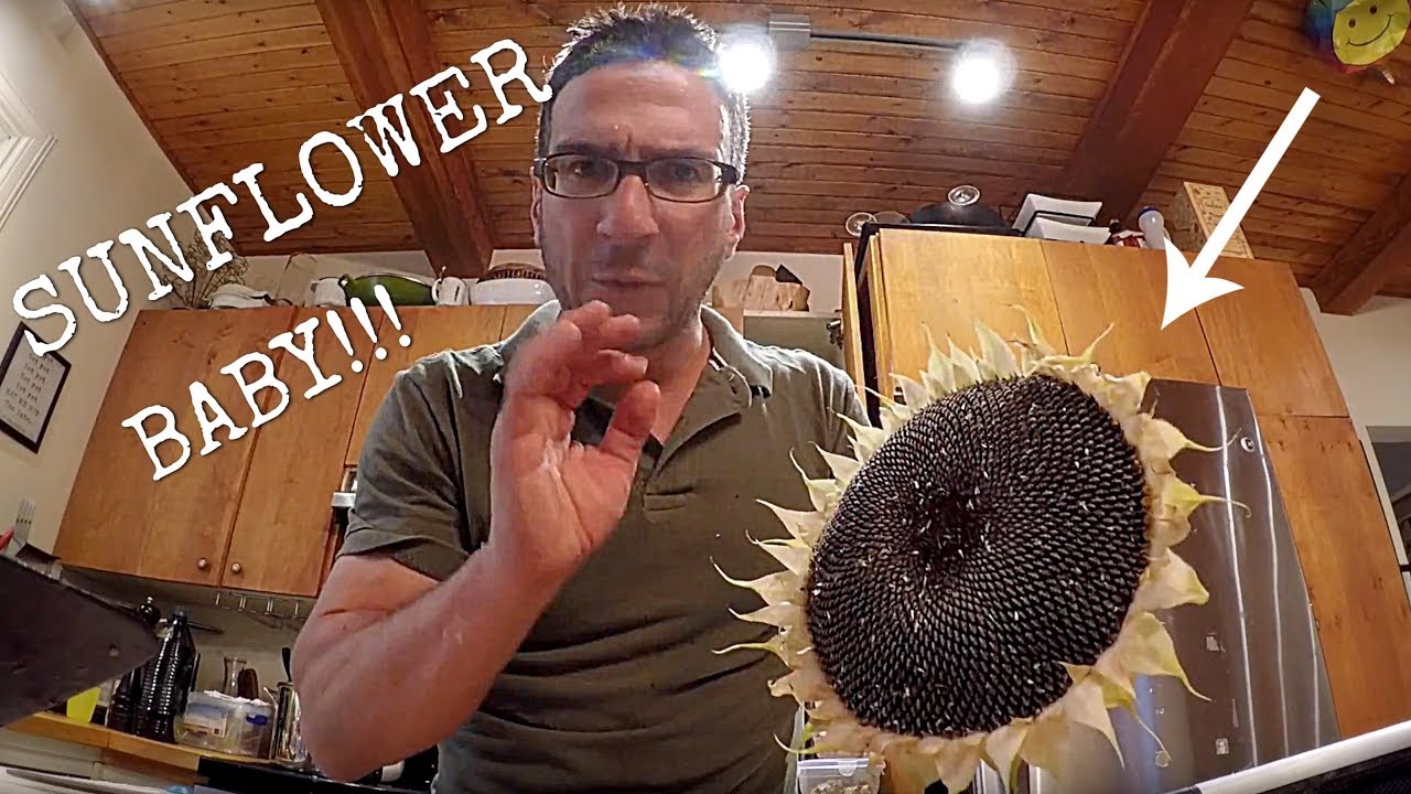 DIY: HARVESTING HOW TO HARVEST AND MAKE YOUR OWN SUNFLOWER SEEDS!!!
