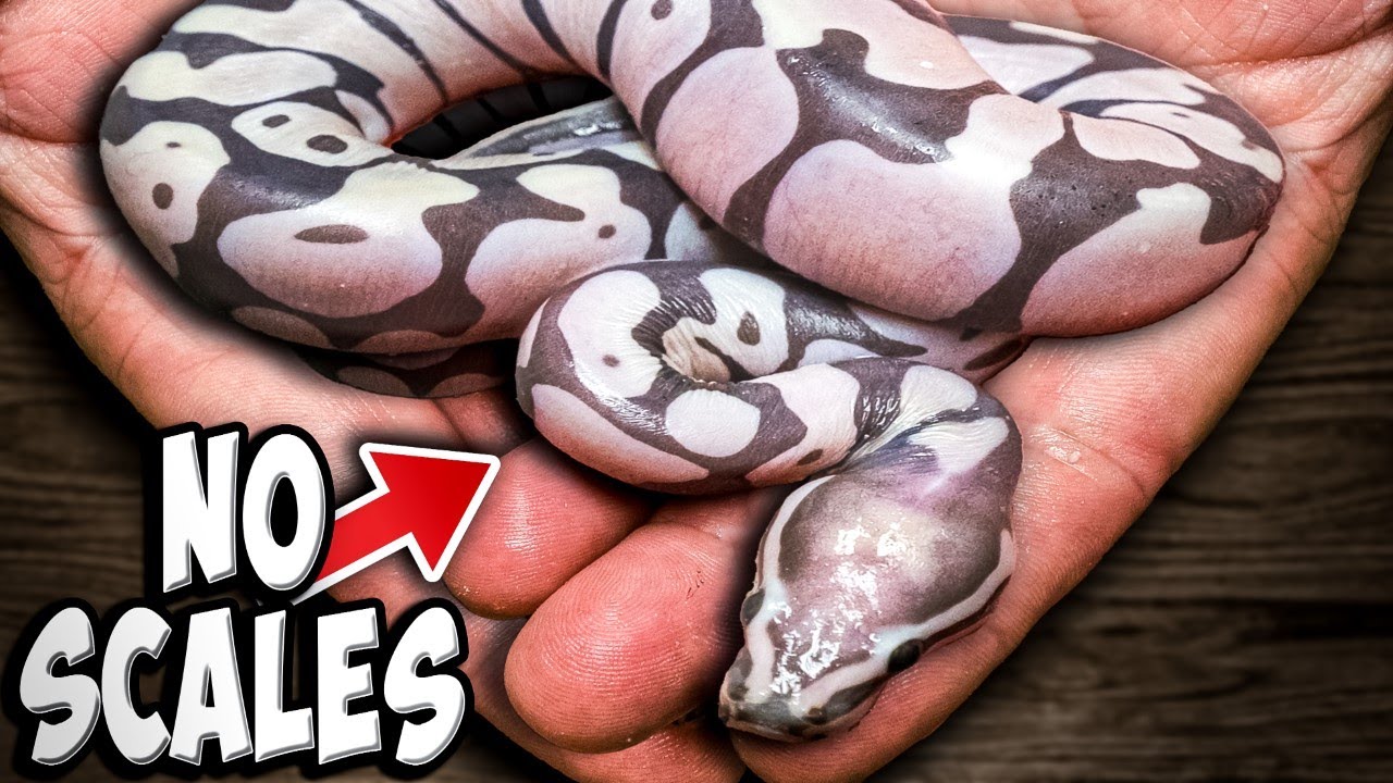 I Hatched A Scaleless Ball Python!