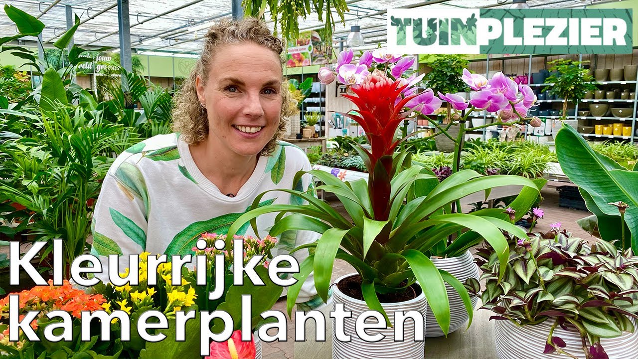 Haal kleur in huis! 8 soorten bloeiende kamerplanten 🌸 | Tuinplezier