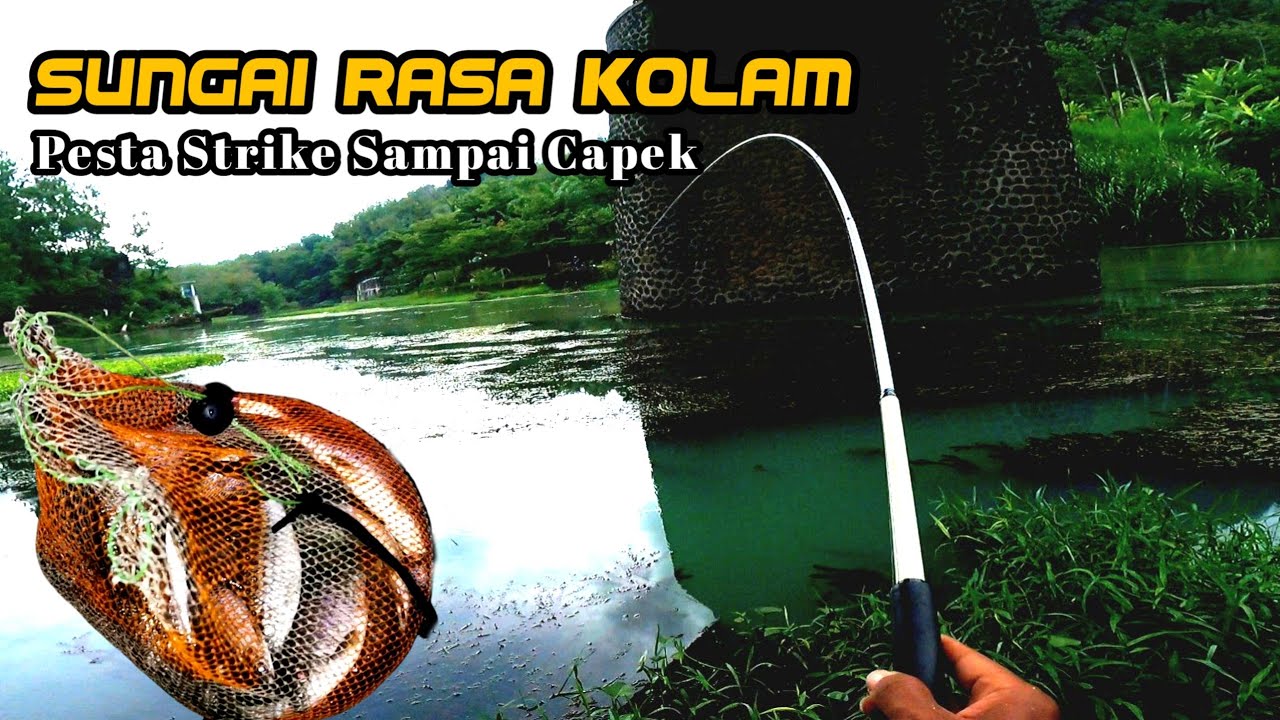 Pesta strike lagi mancing di sendang dalem waduk wadaslintang (micro fishing)
