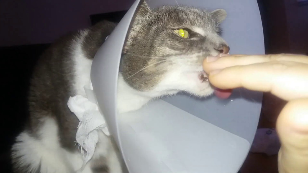 Cute cat licking hand (a bit like ASMR / white noise)