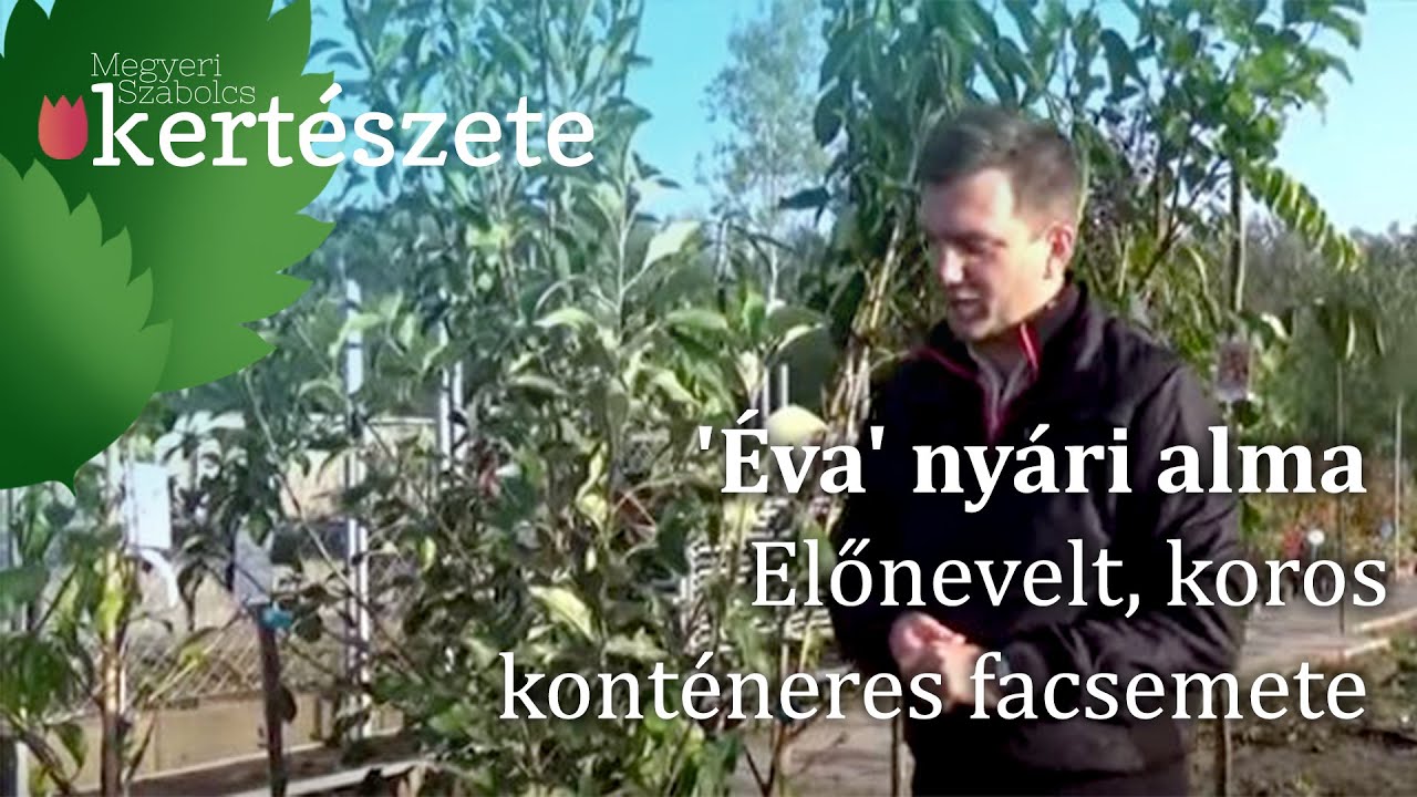 '&Eacute;va' ny&aacute;ri alma előnevelt koros kont&eacute;neres