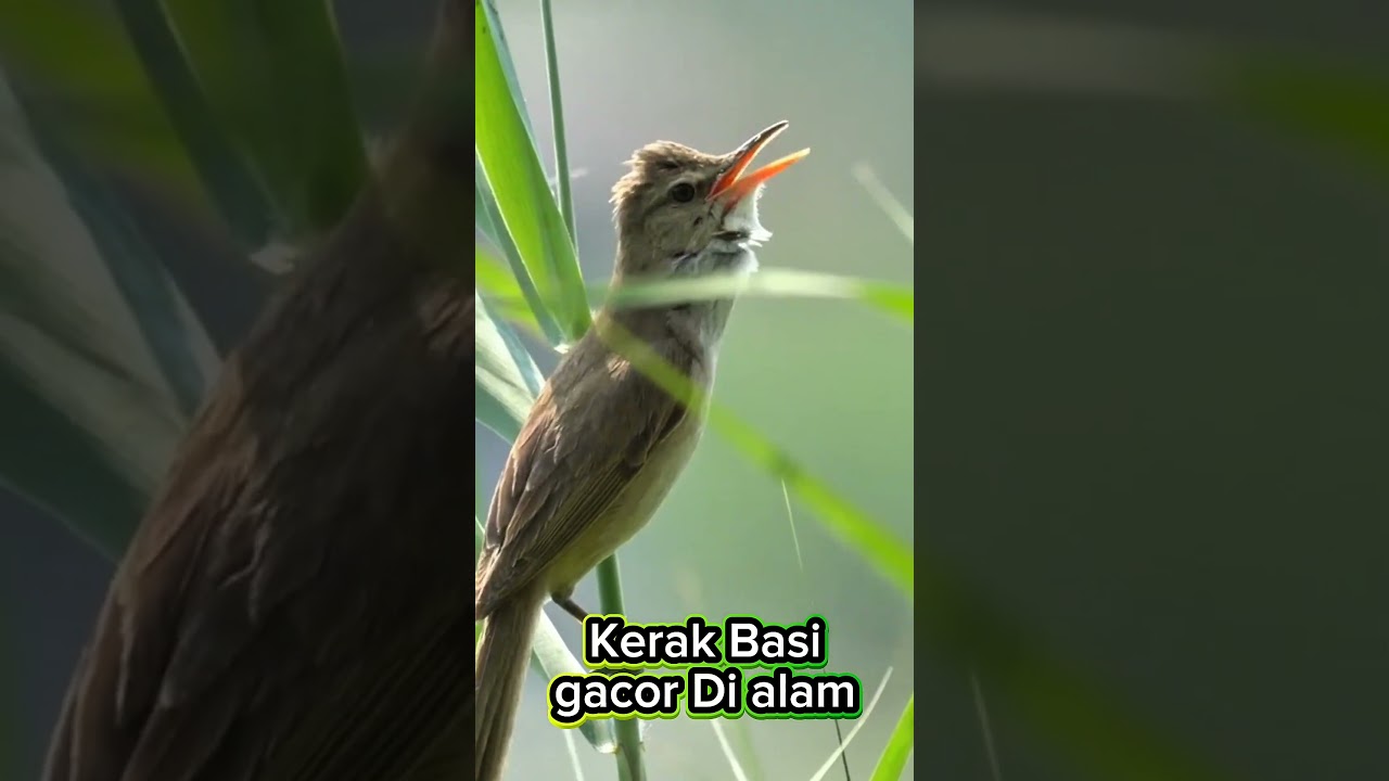 Burung Kerak Basi Gacor Di alam #burung #burungkicaudialamliar #burunggacor #kicaumania