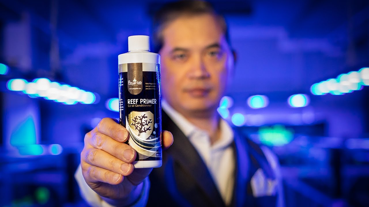 The best coral dip we've ever used | Reef Primer