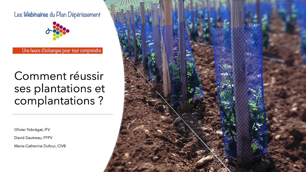 Webinaire Plantation