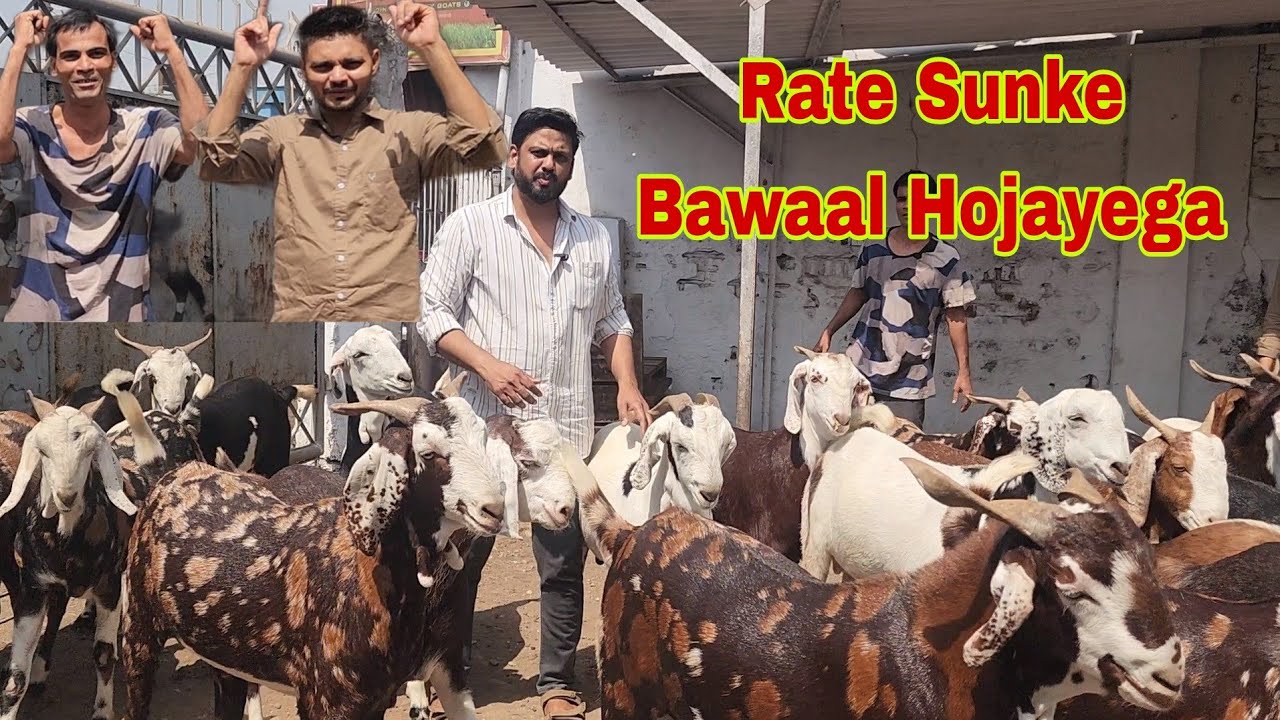 Shanu Bhai Ka Sabse Bada Bawaal | Sabse Saste Main Season 2025 | Bhiwandi Goat Offer 2025.