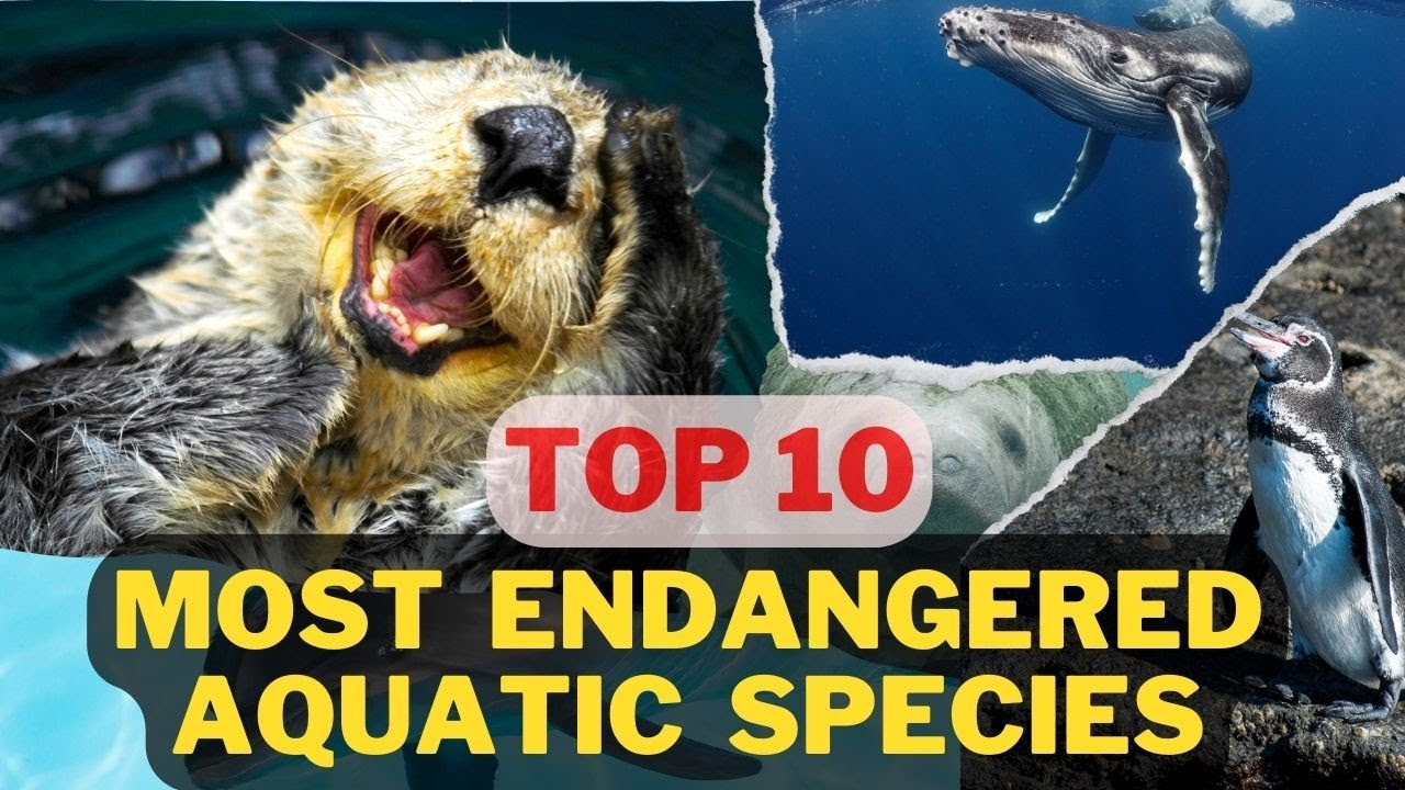 Top 10 Most Endangered Aquatic Species You Need To Know