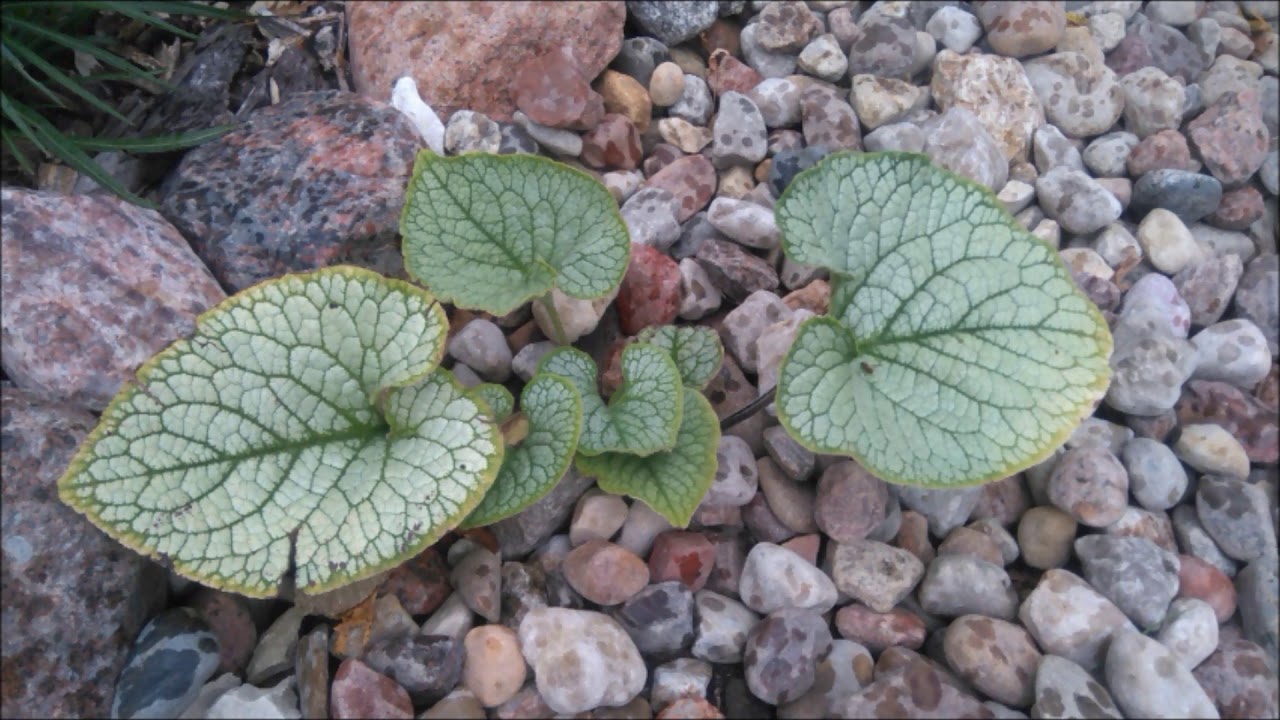 Odcinek #95 Brunera wielkolistna 'Jack Frost' Brunnera macrophylla 'Jack Frost'