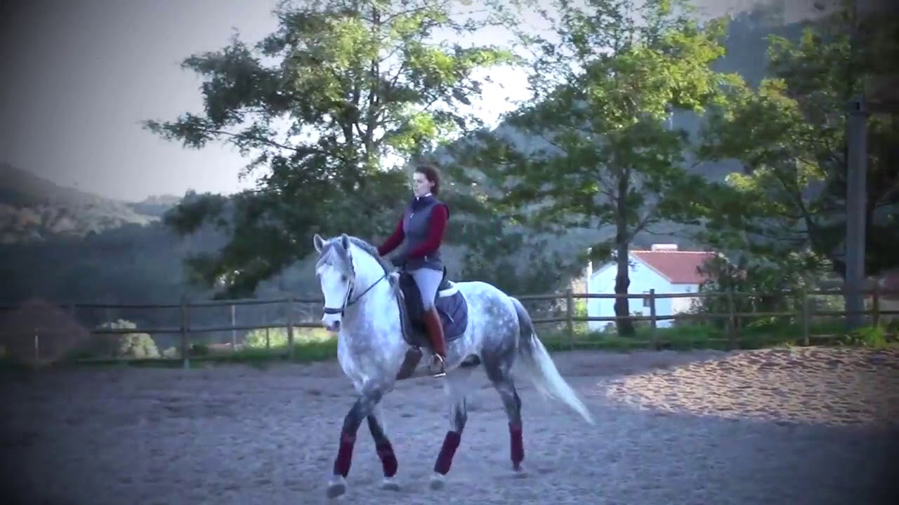 Dressage classique & haute école au Portugal