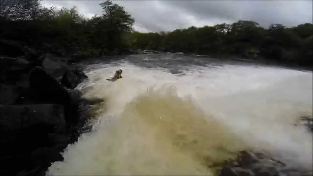 Salmon & Sea-trout on The River Tawe ,(Underwater footage) Oct 19 /2014
