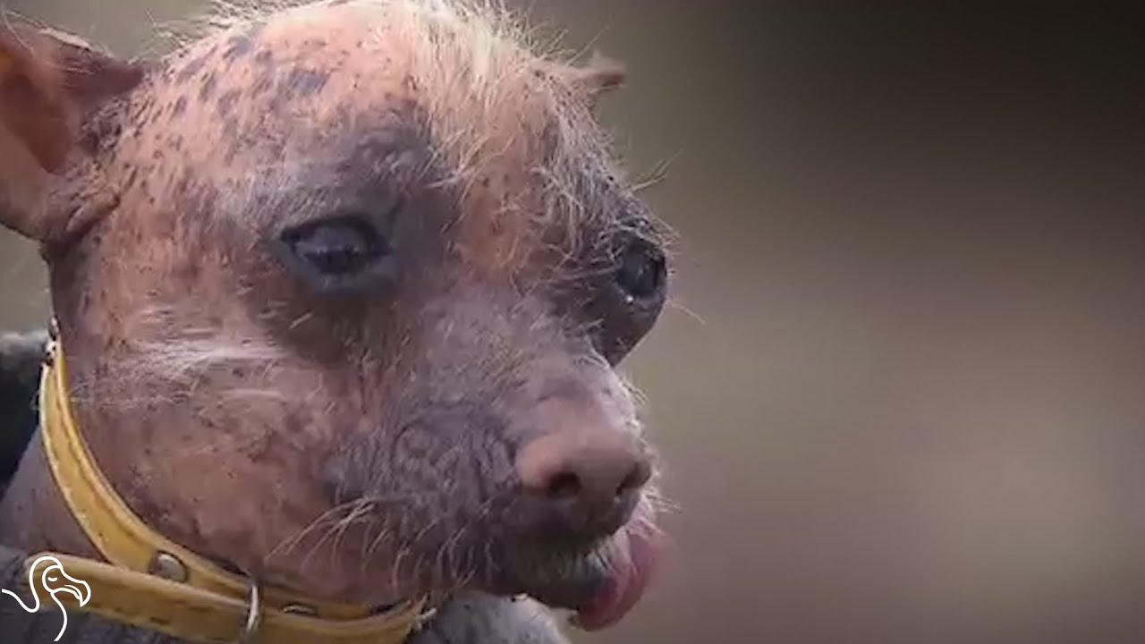 'Ugly' Dog Finds A Family To Love Her