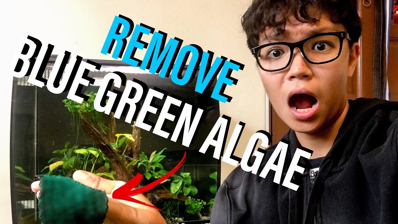 How to Remove Blue Green Algae (Cyanobacteria) From Aquarium