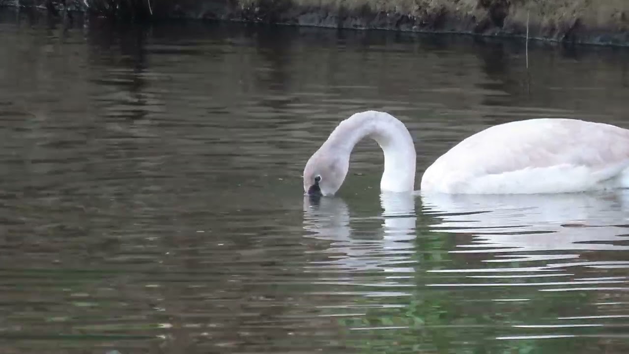 1/10/26 - Young Trumpeter Swan at the Lakes