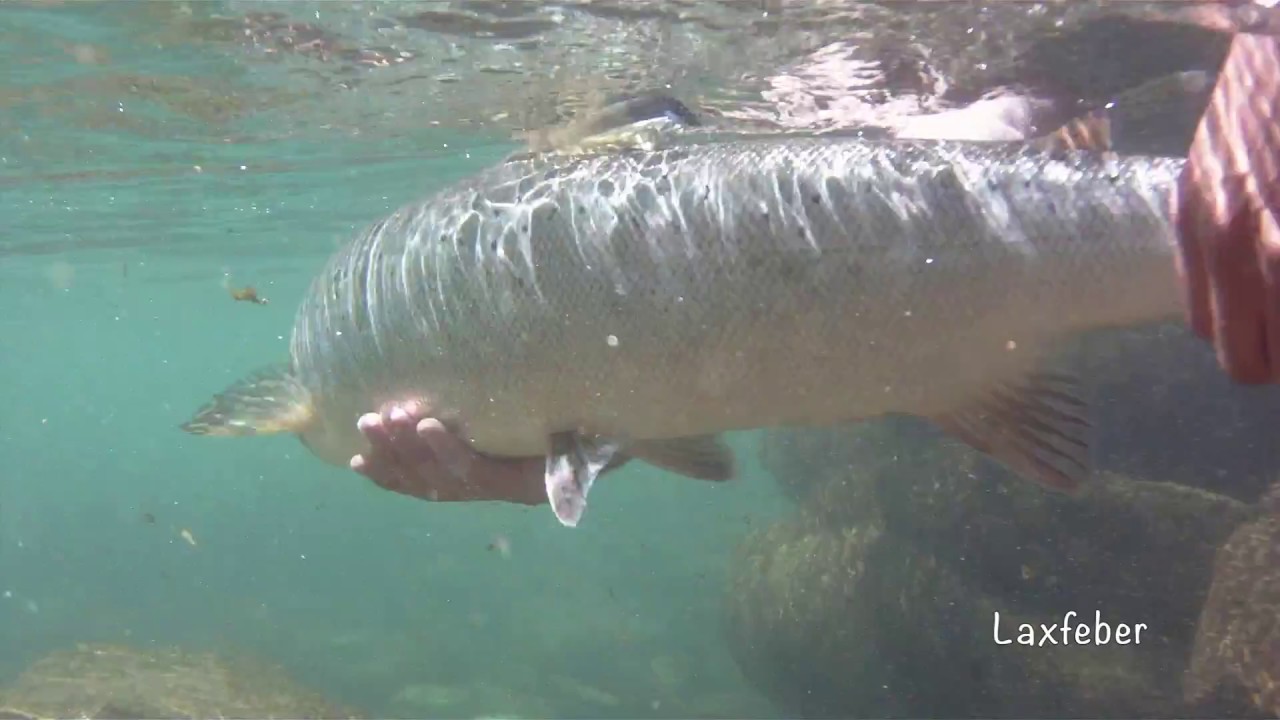 Tras los salmones del Sella con Alejandro.