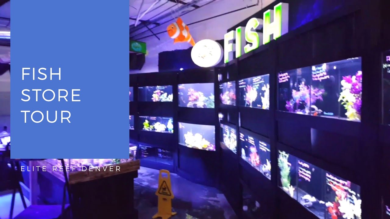 Elite Reef Denver Colorado Fish Store Tour