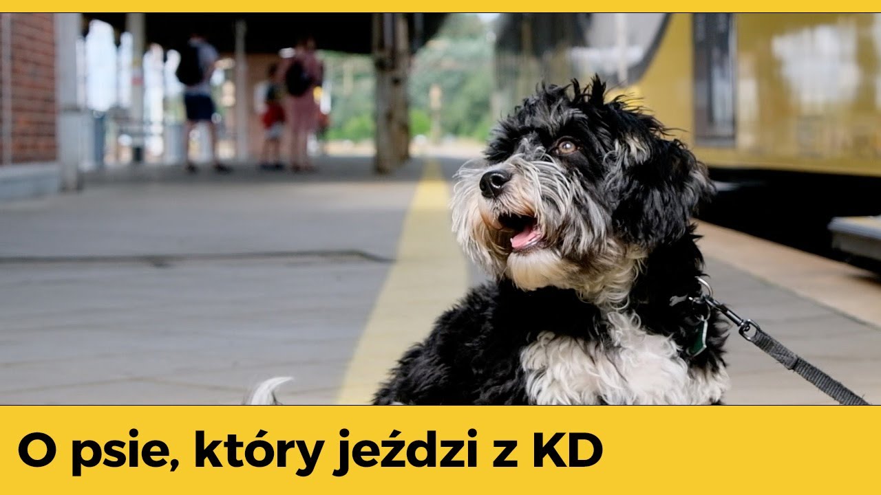 O psie, który jeździ z KD