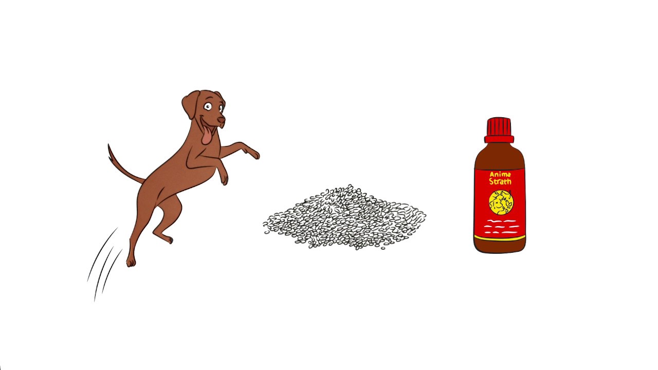 Anima Strath suplemento fortificante y reconstituyente - Tiendanimal