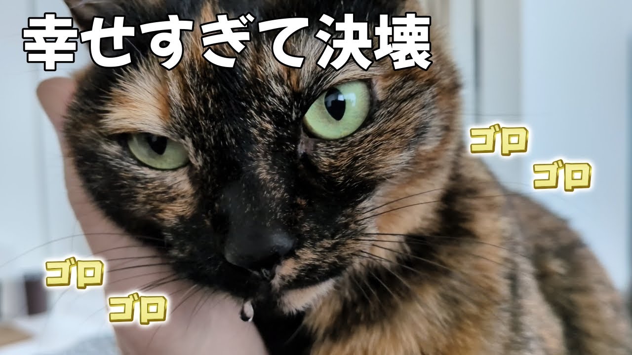 【サビ猫】最上級にリラックスするとよだれを垂らすあずちゃん