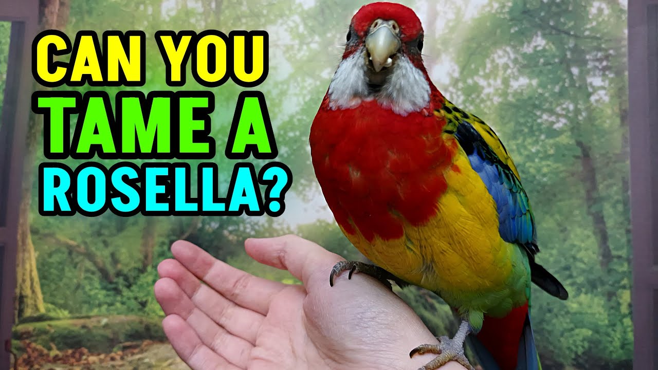 Can Rosellas Be Tamed??