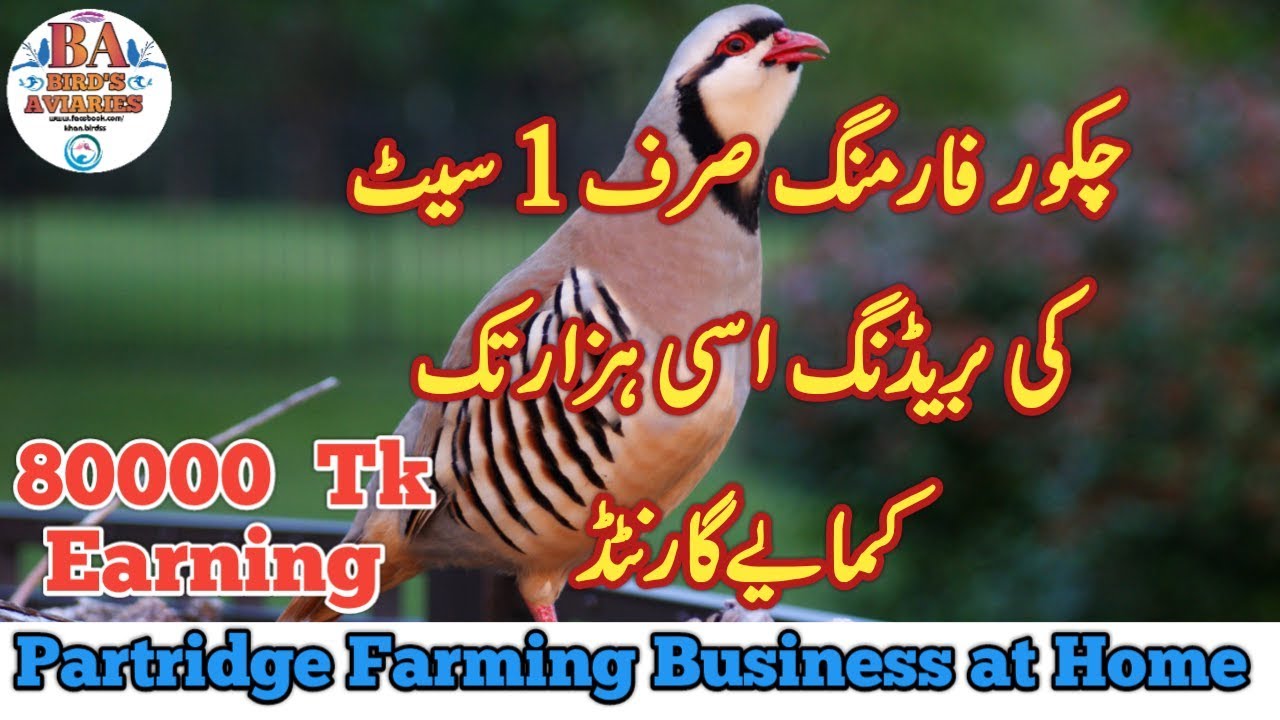 Chukar Farming Business Idea || Chakoor Breeding Tips چکور فارمنگ || Partridge Farming Urdu Hindi