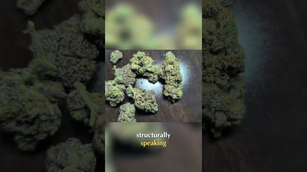 Georgia Pie: Exploring the Unique Flavors and Dense Buds #shorts