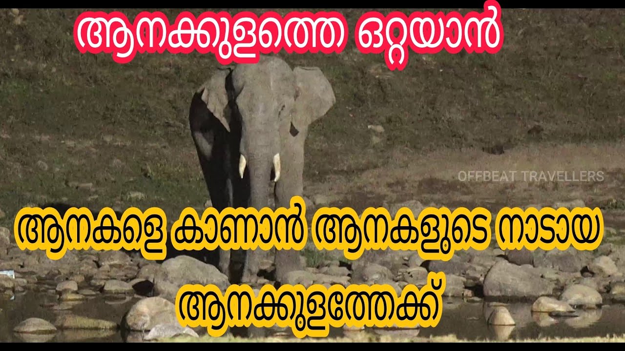 ആനകളെ കാണാൻ ആനകളുടെ നാടായ ആനക്കുളത്തേക്ക് ||ആനക്കുളം||Aanakkulam The Land Of Elephants|| Aanakulam||