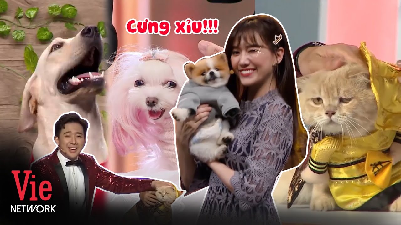 Dàn boss, hoàng thượng cực dễ cưng khiến dàn nghệ sĩ mê như điếu đổ, muốn mang về nuôi