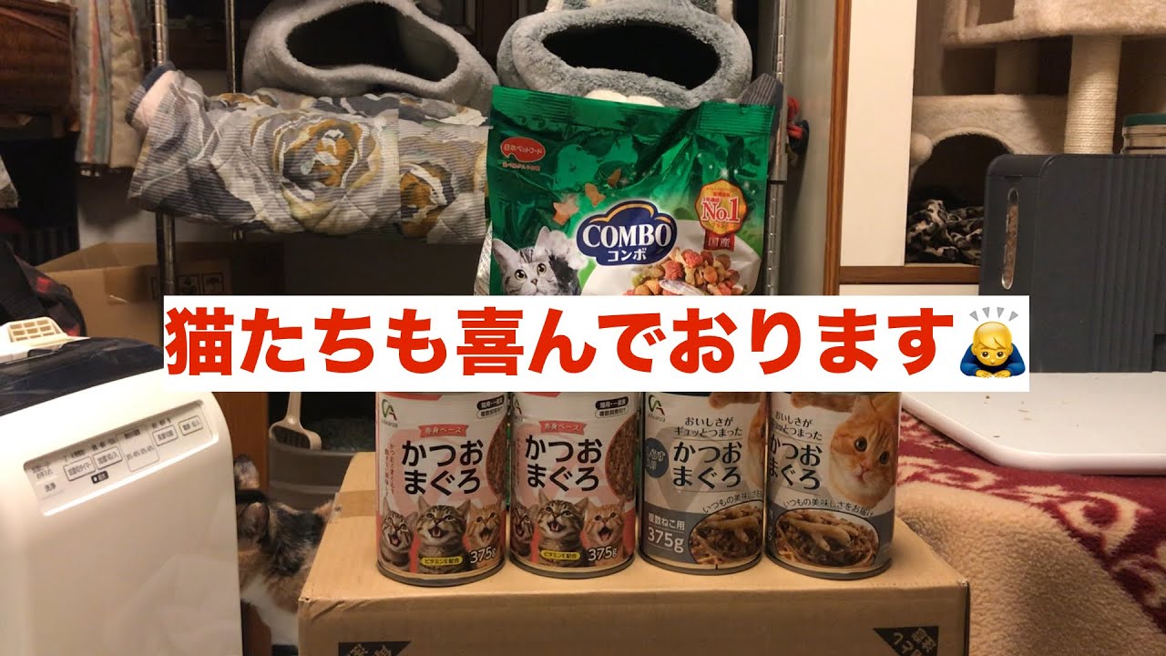 猫神社⛩️【感謝を動画に】奉納とお礼の儀式からの試食会　#combo #カツオ缶詰　#カリカリ　#マグロ缶詰