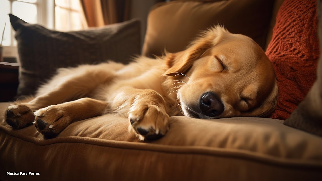 🐶Música Relajante Para Calmar Mascotas 💛 MUSICOTERAPIA Para Gatos Y Perros Inquietos O Nerviosos